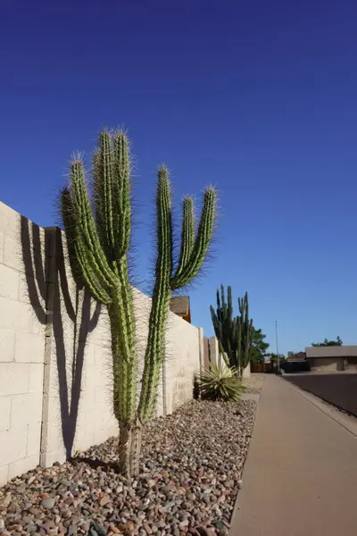 Arjantin Kürdan Kaktüsü olarak da bilinen Stetsonia Coryne 'nin ağaçlara benzeyen görüntüsüyle Xeriscaplı yol omuzları, Arizona' nın bulutsuz bahar gökyüzünün altında sulu kayalar ve çöl kayaları.