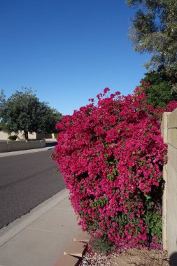Arizona yerleşim yolu. Kaldırımında kırmızı bir Bougainvillea var. 