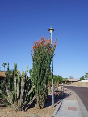 Çiçekli Ocotillo ve sütun Cereus kaktüsü Phoenix, Arizona 'da sokak fotokopisinde kullanılan diğer çöl bitkileriyle birlikte.