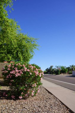 Çöl tarzı Xeriscapli yol kenarı kuraklığa dayanıklı pembe zakkum ya da Pembe çiçeklerle kaplı Nerium Petite Oleander, Phoenix, Arizona 