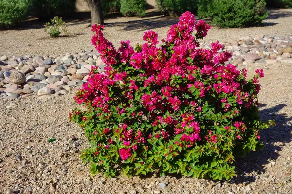 Arizona Xeriscaplı arazi süslemeli kırmızı çalılık, Phoenix, Arizona