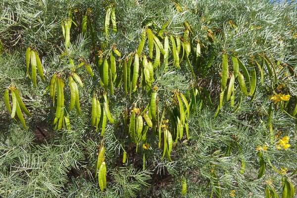 Крупный план австралийского коренного пернатого Кассия или Сиве Сенна (Senna Artemisioides) с зелеными стручками семян весной, природный фон