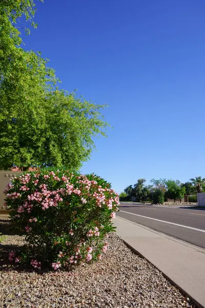 Çöl tarzı Xeriscapli yol kenarı kuraklığa dayanıklı pembe zakkum ya da Pembe çiçeklerle kaplı Nerium Petite Oleander, Phoenix, Arizona 