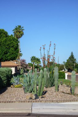 Çöl stili Xeriscaped sokak köşesi çiçek açan Ocotillo, sütun Cereus ve Saguaro kaktüsüyle Phoenix, Arizona