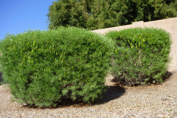 Австралийский коренной пернатый Кассия или Сиве Сенна (Senna Artemisioides) в качестве неформальной изгороди, используемой в стиле пустыни xeriscaping в Финиксе, Аризона