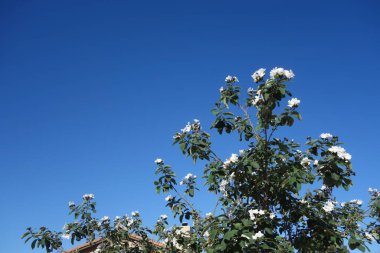 Anacahuita (also known as Cordia Boissieri, White Cordia, Mexican olive, Texas wild olive) flowering in early Spring, copy space clipart