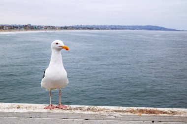 California beyaz ve gri deniz martıları okyanusun yukarısındaki ahşap iskele barında gürültülü bir fotoğraf makinesine meraklıdır.