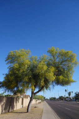 Güzel bir bahar sabahı, Phoenix şehrinde, yaya geçidinde çiçek açan Palo Verde.