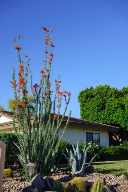Blooming Ocotillo ve Blue Agave sulandırıcıları ve Phoenix, Arizona 'da sokak fotokopisinde kullanılan diğer çöl bitkileri.