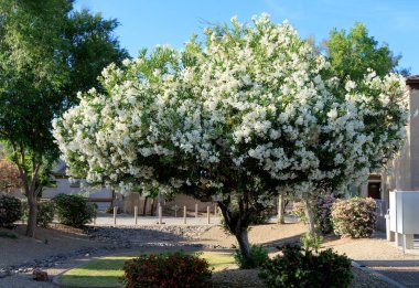 Arizona kuraklığına dayanıklı beyaz Oleander veya bahar aylarında yumuşak beyaz çiçekli Nerium Oleander