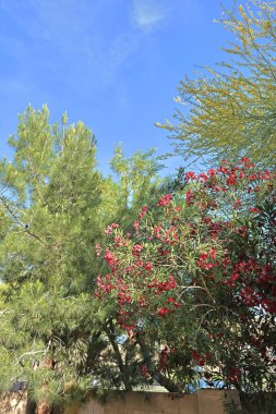 Blossoming cluster of red Oleander with yellow Palo Verde, Arizona Mesquite and Eldarica Pine in Spring clipart