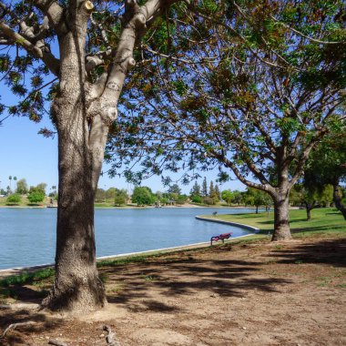 Kiwanis Park Gölü, Tempe, Arizona kıyısındaki gölgeli ağaçları rahatlatmak için davet ediyorum. 