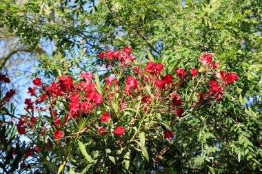 Arizona ilkbaharında kırmızı çiçek kümeleri açan Nerium Hardy Oleander, doğal arkaplan veya arkaplan; yakın plan