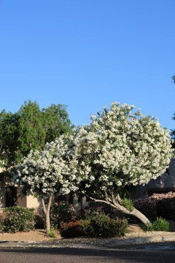 Arizona kuraklığına dayanıklı beyaz Oleander veya bahar aylarında yumuşak beyaz çiçekli Nerium Oleander