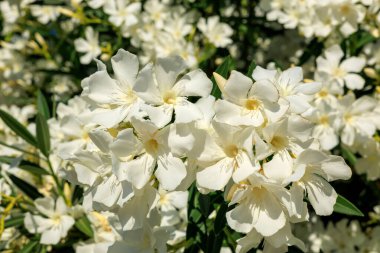Kuraklığa dayanıklı beyaz Oleander veya bahar aylarında yumuşak beyaz çiçekli Nerium Oleander, yakın plan