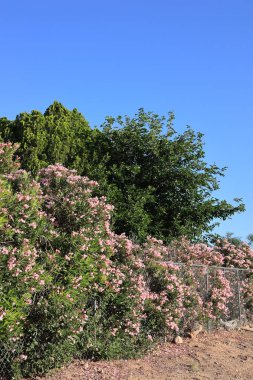 Pembe zakkum ya da Nerium Petite Oleander pembe çiçeklerle kaplı bir çitin üzerinden, Phoenix, Arizona; kopyalama alanı