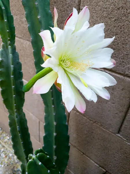 stock image Arizona dusk-to-dawn night blooming Cereus cactus with opened white flower in the early mornin