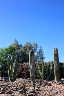 Columnar Saguaro ve Cereus kaktüsüyle birlikte Arizona çölündeki çakıl ve nehir kayaları şehir tarzı Xeriscaping, arka ışıklandırma
