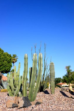 Columnar Saguaro ve Cereus kaktüsleri ve Arizona Çölündeki çakıl ve nehir kayalarıyla birlikte şehir tarzı Xeriscaping