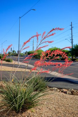 Xeriscaped city street corner with Red Yucca and desert style gravel and rocks in Phoenix, Arizona clipart