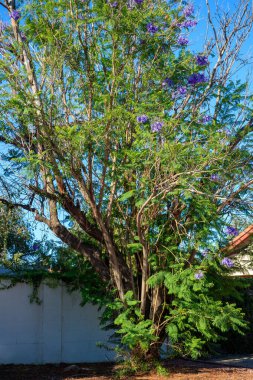Jacaranda starting its blooming with a few magnificent  purple flower clusters in its crown clipart
