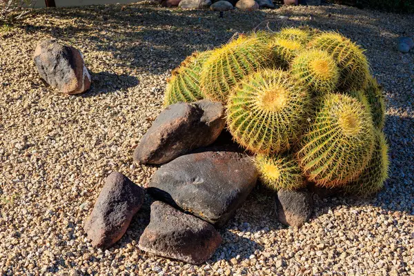 stock image Arizona drought tolerant xeriscaped front yard hill decorated with a cluster of golden barrel cacti and natural boulders 