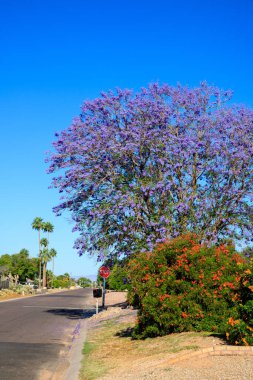 Mor çiçeklerle çiçek açan Jacaranda ağacı ve Arizona ilkbaharında Phoenix şehir sokakları boyunca Sparky Red Sparky Tecoma çalısı.