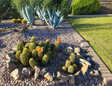 Blooming Hedgehog kaktüsü, Echinocereus ve Blue Agave Xeriscaped Desert Stadyumu 'nda Phoenix, AZ' deki yeşil çimlerin yanında.
