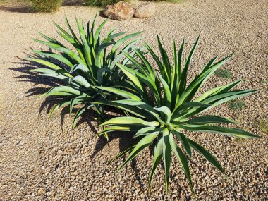 Çölde yetişen sulu bitkiler. Amerika 'nın güneybatısındaki çimenli yeşil çimlerin yanında.