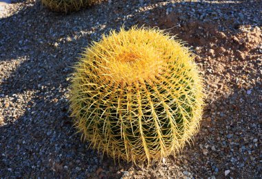 Altın Fıçı kaktüsü Arizona çölünün düşük güneş ışınlarıyla aydınlatılıyor.
