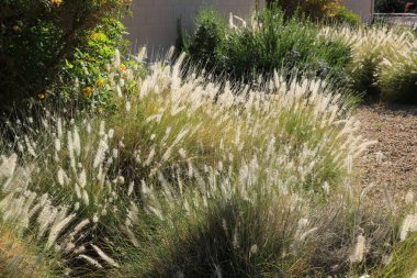 Arizona 'da çöl tarzı Xeriscaped şehir yolu boyunca büyüyen yoğun ve dayanıklı Çeşme otları.