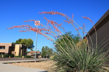 Xeriscaped city street corner with Red Yucca and desert style gravel and rocks in Phoenix, Arizona clipart