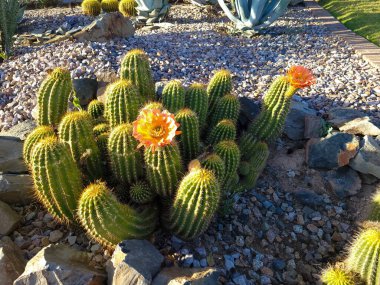 Blooming Hedgehog kaktüsü, Echinocereus, Phoenix 'teki Xeriscaped Desert Stadyumu' nda.