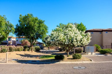 Arizona kuraklığına dayanıklı beyaz Oleander veya bahar aylarında yumuşak beyaz çiçekli Nerium Oleander