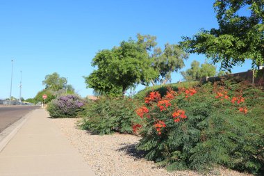 Phoenix, Arizona 'da kuraklığa dayanıklı Kırmızı Cennet Kuşu (Caesalpinia pulcherrima) ve Vergi Sage ile Xeriscaping