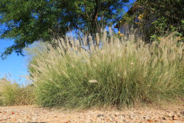 Arizona 'da çöl tarzı Xeriscaped şehir yolu boyunca büyüyen yoğun ve dayanıklı Çeşme otları.