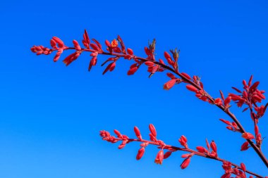 Kızıl Yucca 'nın küçük çiçeği, Hesperaloe Parviflora, tarlanın sığ derinliği, çiçeğe odaklan.