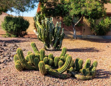 Arizona kuraklığına dayanıklı çöl stili dikenli düşük katlı Cereus ve tuhaf Montrose kaktüsleri ile Xeriscaped alanlar 