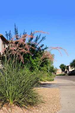 Kırmızı Yucca ile Xeriscaped şehir sokak köşesi Ve çöl tarzı çakıl ve kayalar Phoenix, Arizona