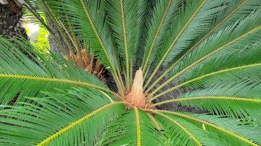 Cycas revoluta 'ya (Sago palmiye olarak da bilinir) yakın çekim erkek üreme polen konisi ön-benzeri kıvrımlı yapraklarla çevrili