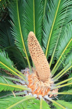 Cycas revoluta 'ya (Sago palmiye olarak da bilinir) yakın çekim erkek üreme polen konisi ön-benzeri kıvrımlı yapraklarla çevrili