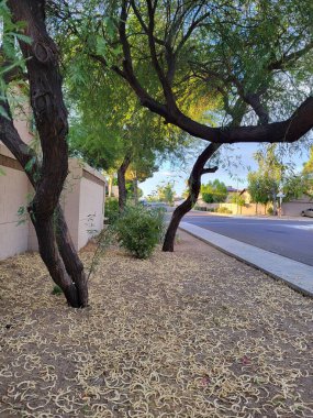 Phoenix, Arizona 'daki Mesquite ağaçlarının altına saçılmış kuru sarı-beyaz tohumlar. 