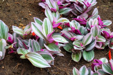 Üç renkli mor-beyaz-yeşil çizgili yaprakları verimli topraklarda büyüyen ev bitkisi Tradescantia zebrina (gezgin adam)