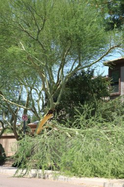 Breakage of Palo Verde tree due to dark trunk rot during excessive summer heat days in Phoenix, Arizona (Fabaceae Parkinsonia Microphyllum) clipart