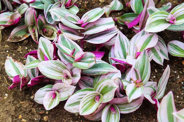 stock image Houseplant Tradescantia zebrina (wandering dude) with tricolor purple-white-green striped leaves growing in a fertile soil