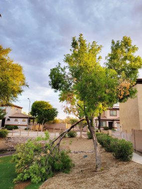 Phoenix, Arizona 'da gece süren güçlü muson fırtınasından sonra kırık bir ağaç dalı.