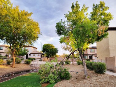 Phoenix, Arizona 'da gece süren güçlü muson fırtınasından sonra kırık bir ağaç dalı.