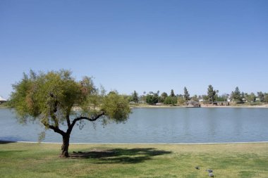 Kiwanis Park Gölü, Tempe, Arizona 'nın kıvrımlı kıyıları boyunca yeşil ağaçlar ve çimenler.