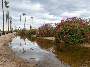 Phoenix, AZ 'de mevsimsel muson yağmurlarından sonra, su basmış yol kenarındaki kırmızı Bougainvillea çalıları