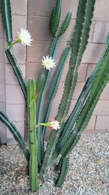 Arizona gecesi Cereus kaktüsünün açtığı beyaz çiçekle sabahın erken saatlerinde